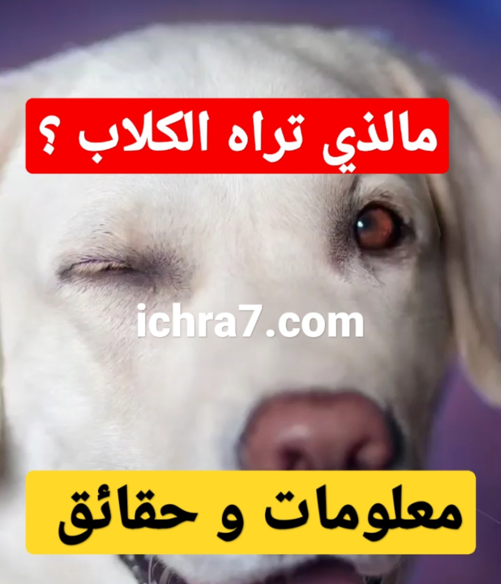 ما الذي تراه الكلاب ؟